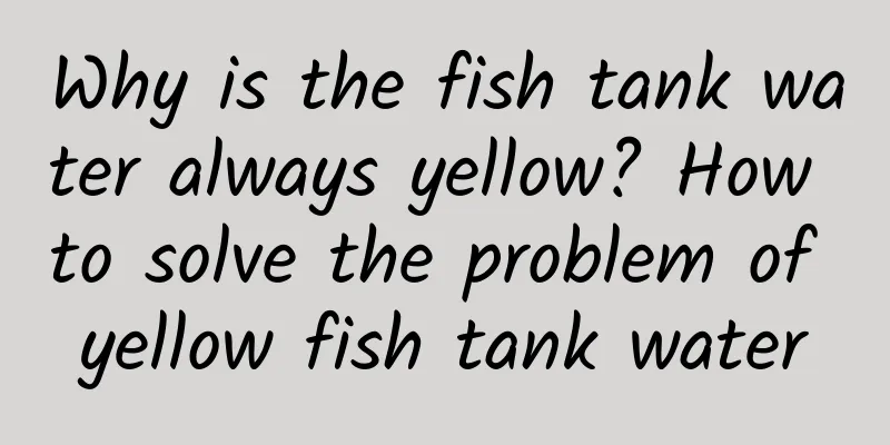 Why is the fish tank water always yellow? How to solve the problem of yellow fish tank water