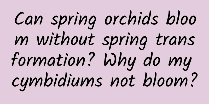 Can spring orchids bloom without spring transformation? Why do my cymbidiums not bloom?