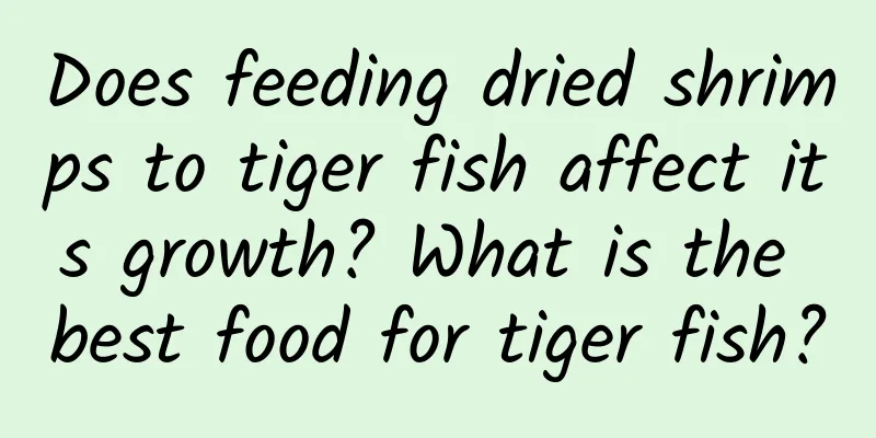 Does feeding dried shrimps to tiger fish affect its growth? What is the best food for tiger fish?