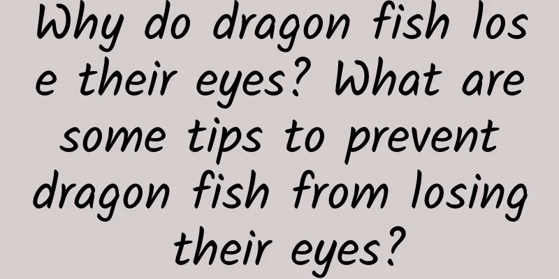 Why do dragon fish lose their eyes? What are some tips to prevent dragon fish from losing their eyes?