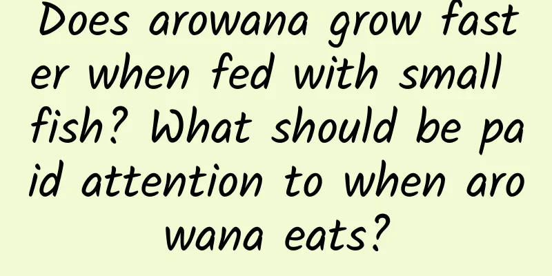 Does arowana grow faster when fed with small fish? What should be paid attention to when arowana eats?