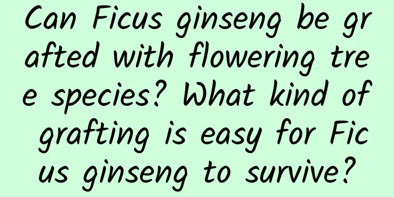 Can Ficus ginseng be grafted with flowering tree species? What kind of grafting is easy for Ficus ginseng to survive?