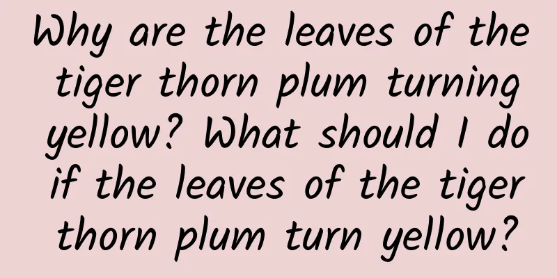 Why are the leaves of the tiger thorn plum turning yellow? What should I do if the leaves of the tiger thorn plum turn yellow?