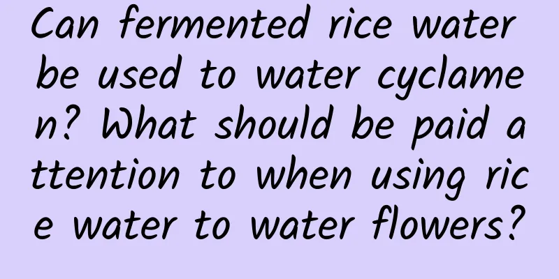 Can fermented rice water be used to water cyclamen? What should be paid attention to when using rice water to water flowers?
