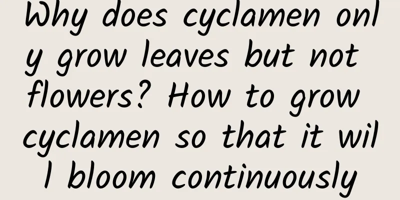 Why does cyclamen only grow leaves but not flowers? How to grow cyclamen so that it will bloom continuously