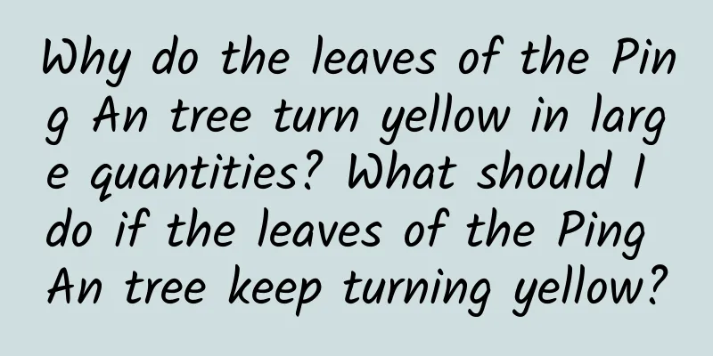 Why do the leaves of the Ping An tree turn yellow in large quantities? What should I do if the leaves of the Ping An tree keep turning yellow?