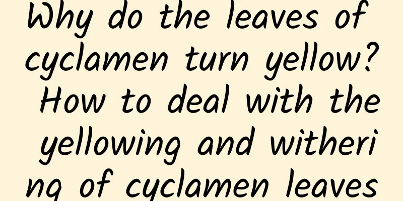 Why do the leaves of cyclamen turn yellow? How to deal with the yellowing and withering of cyclamen leaves