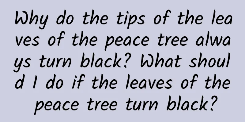 Why do the tips of the leaves of the peace tree always turn black? What should I do if the leaves of the peace tree turn black?