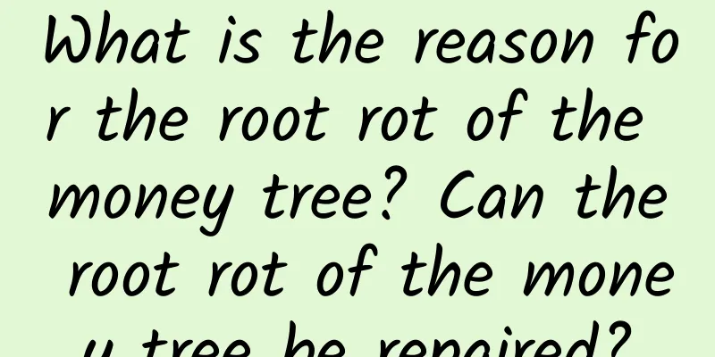 What is the reason for the root rot of the money tree? Can the root rot of the money tree be repaired?