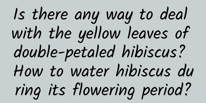 Is there any way to deal with the yellow leaves of double-petaled hibiscus? How to water hibiscus during its flowering period?