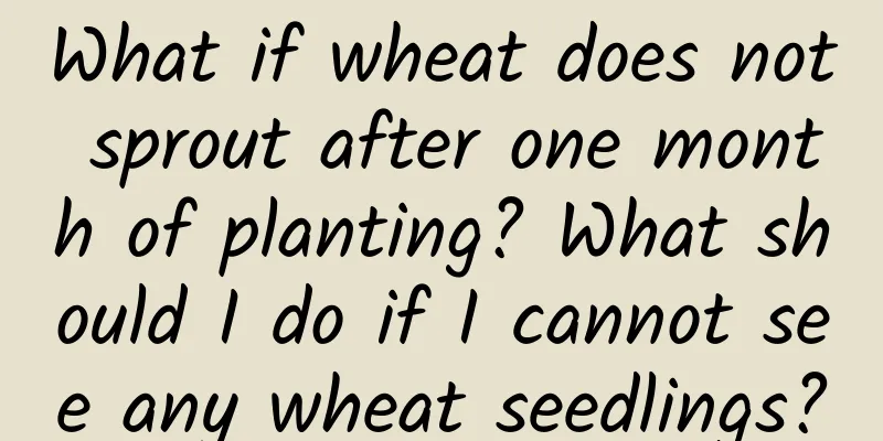 What if wheat does not sprout after one month of planting? What should I do if I cannot see any wheat seedlings?