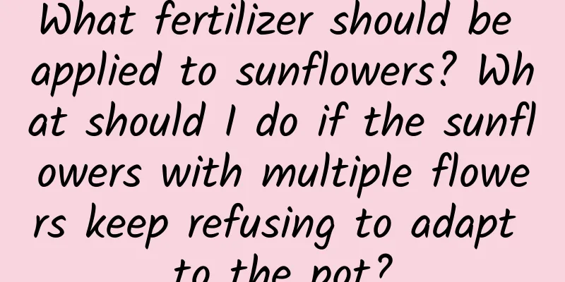 What fertilizer should be applied to sunflowers? What should I do if the sunflowers with multiple flowers keep refusing to adapt to the pot?