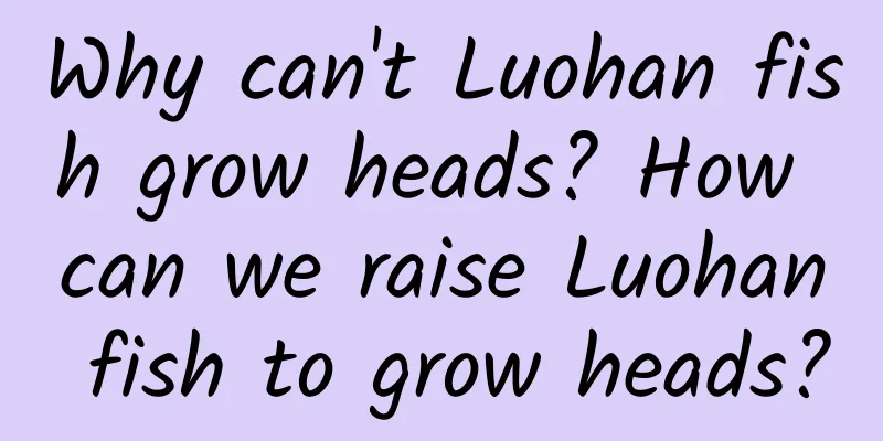 Why can't Luohan fish grow heads? How can we raise Luohan fish to grow heads?