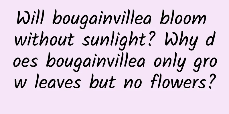 Will bougainvillea bloom without sunlight? Why does bougainvillea only grow leaves but no flowers?