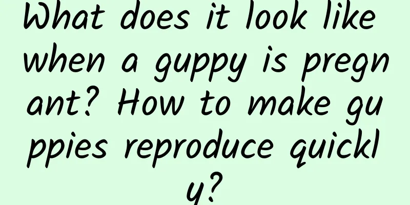 What does it look like when a guppy is pregnant? How to make guppies reproduce quickly?