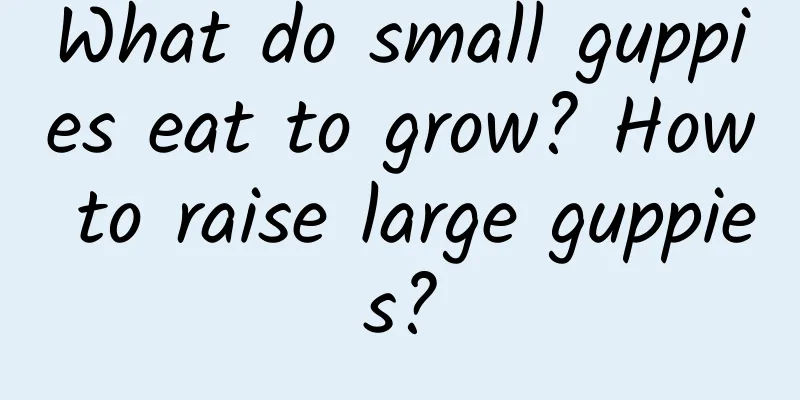 What do small guppies eat to grow? How to raise large guppies?