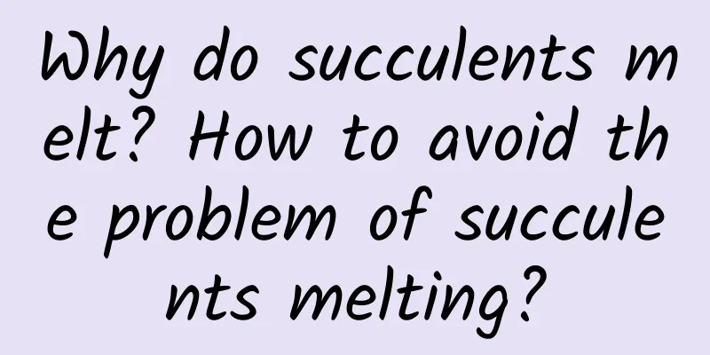 Why do succulents melt? How to avoid the problem of succulents melting?