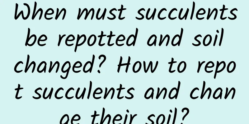 When must succulents be repotted and soil changed? How to repot succulents and change their soil?