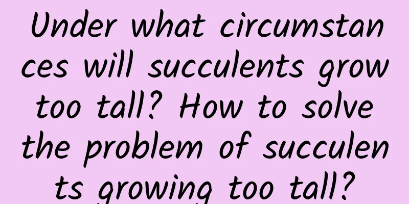 Under what circumstances will succulents grow too tall? How to solve the problem of succulents growing too tall?