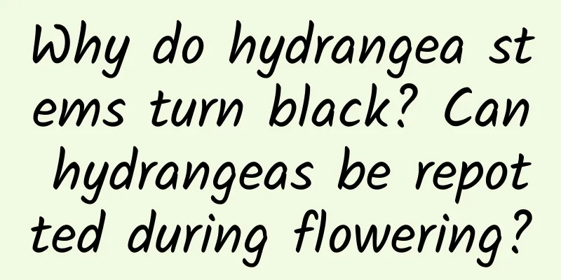 Why do hydrangea stems turn black? Can hydrangeas be repotted during flowering?