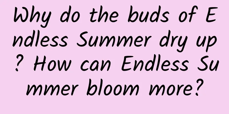 Why do the buds of Endless Summer dry up? How can Endless Summer bloom more?