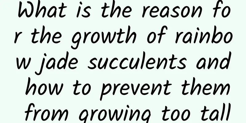 What is the reason for the growth of rainbow jade succulents and how to prevent them from growing too tall
