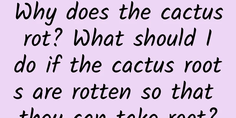 Why does the cactus rot? What should I do if the cactus roots are rotten so that they can take root?