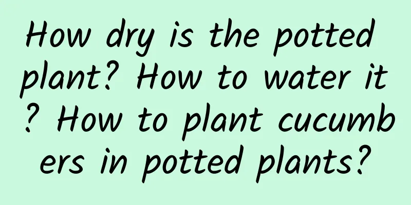 How dry is the potted plant? How to water it? How to plant cucumbers in potted plants?