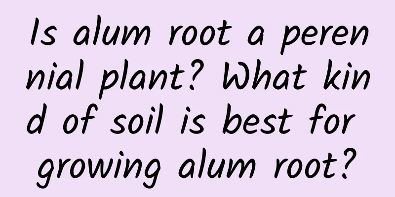 Is alum root a perennial plant? What kind of soil is best for growing alum root?