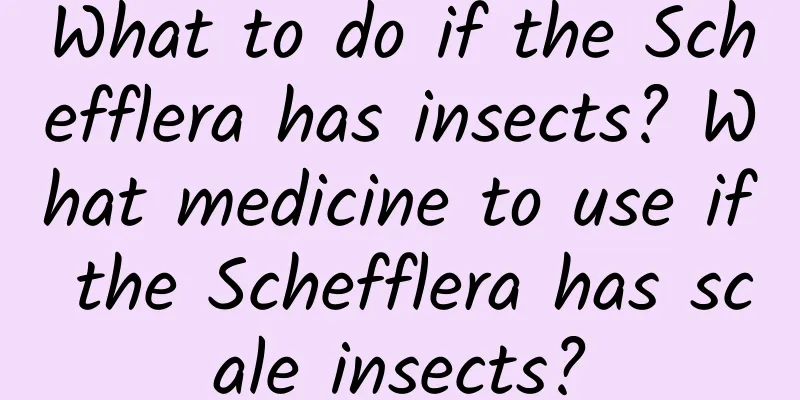 What to do if the Schefflera has insects? What medicine to use if the Schefflera has scale insects?