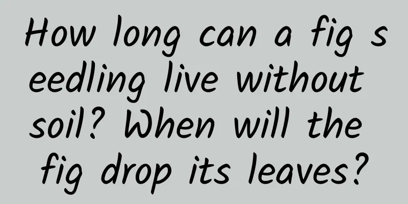 How long can a fig seedling live without soil? When will the fig drop its leaves?