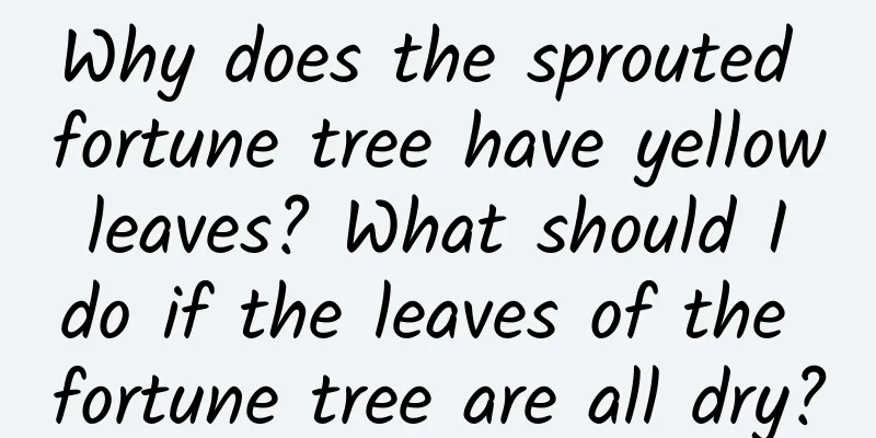 Why does the sprouted fortune tree have yellow leaves? What should I do if the leaves of the fortune tree are all dry?