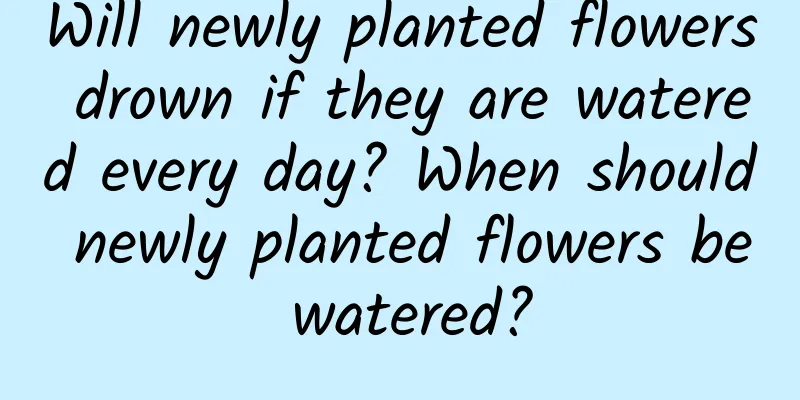 Will newly planted flowers drown if they are watered every day? When should newly planted flowers be watered?