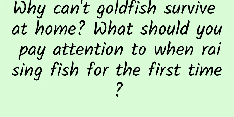 Why can't goldfish survive at home? What should you pay attention to when raising fish for the first time?
