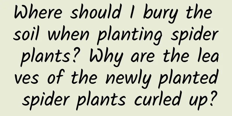 Where should I bury the soil when planting spider plants? Why are the leaves of the newly planted spider plants curled up?