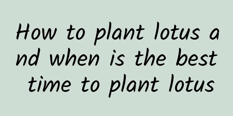 How to plant lotus and when is the best time to plant lotus