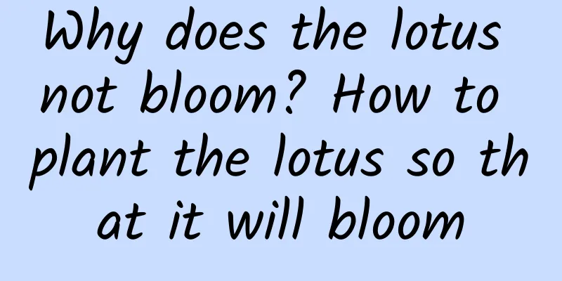 Why does the lotus not bloom? How to plant the lotus so that it will bloom