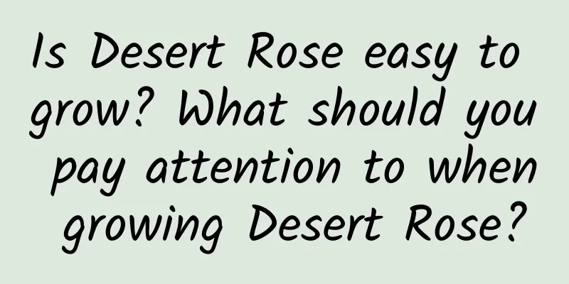 Is Desert Rose easy to grow? What should you pay attention to when growing Desert Rose?