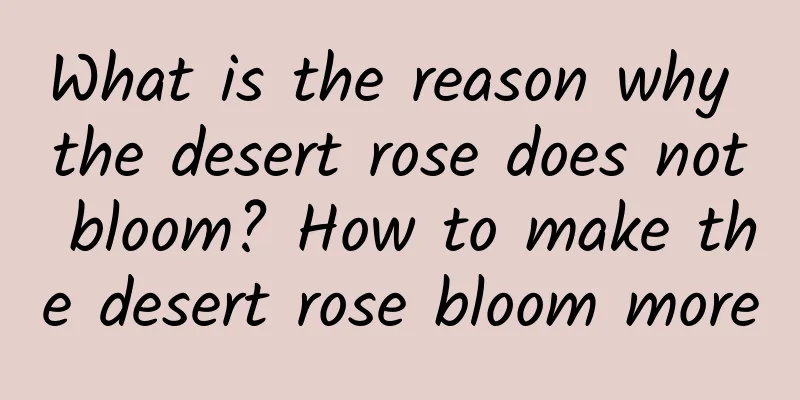 What is the reason why the desert rose does not bloom? How to make the desert rose bloom more