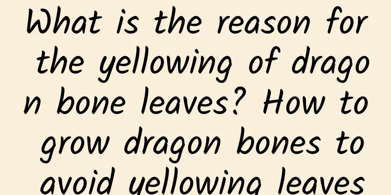 What is the reason for the yellowing of dragon bone leaves? How to grow dragon bones to avoid yellowing leaves