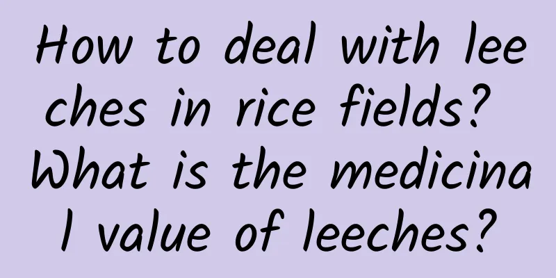 How to deal with leeches in rice fields? What is the medicinal value of leeches?