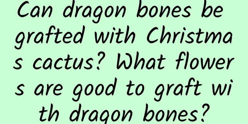 Can dragon bones be grafted with Christmas cactus? What flowers are good to graft with dragon bones?