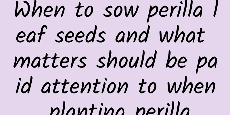 When to sow perilla leaf seeds and what matters should be paid attention to when planting perilla