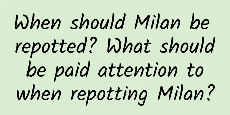 When should Milan be repotted? What should be paid attention to when repotting Milan?