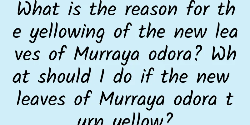 What is the reason for the yellowing of the new leaves of Murraya odora? What should I do if the new leaves of Murraya odora turn yellow?