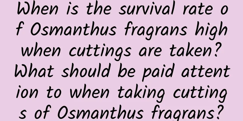 When is the survival rate of Osmanthus fragrans high when cuttings are taken? What should be paid attention to when taking cuttings of Osmanthus fragrans?