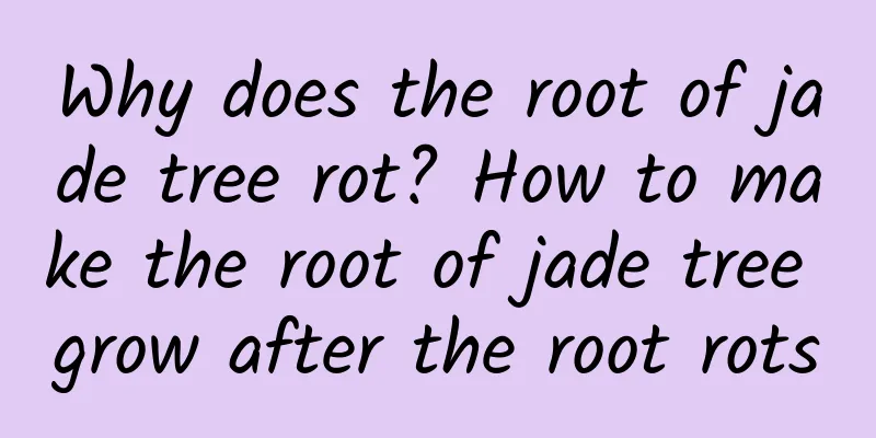 Why does the root of jade tree rot? How to make the root of jade tree grow after the root rots