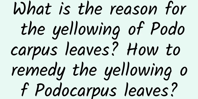 What is the reason for the yellowing of Podocarpus leaves? How to remedy the yellowing of Podocarpus leaves?