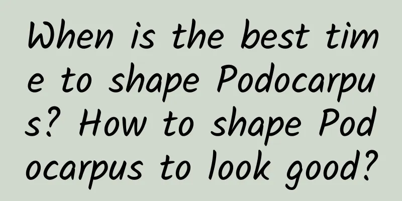 When is the best time to shape Podocarpus? How to shape Podocarpus to look good?