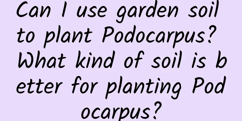 Can I use garden soil to plant Podocarpus? What kind of soil is better for planting Podocarpus?